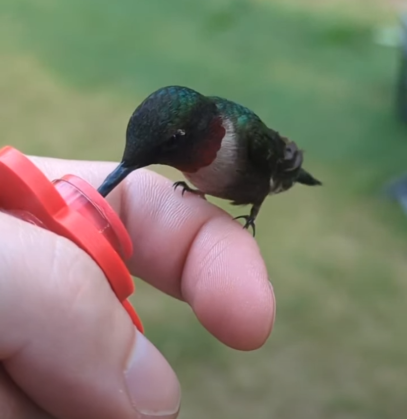 Hummingbird sitting on my hand, drinking nectar.