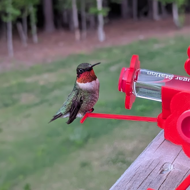 Sugar Station Mini Hummingbird Feeder